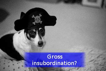 a dog with a pirate hat representing gross insubordination